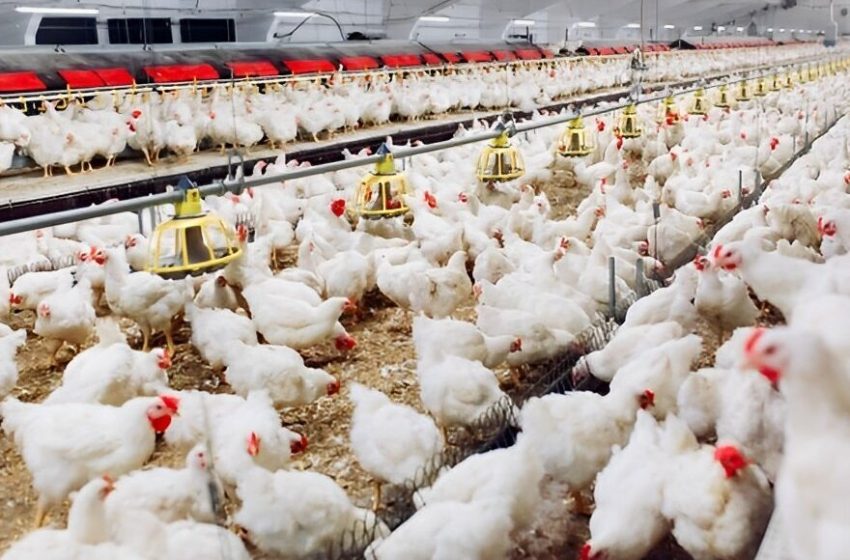  Gripe aviária: Ministério da Agricultura e Pecuária confirma suspeita em SC