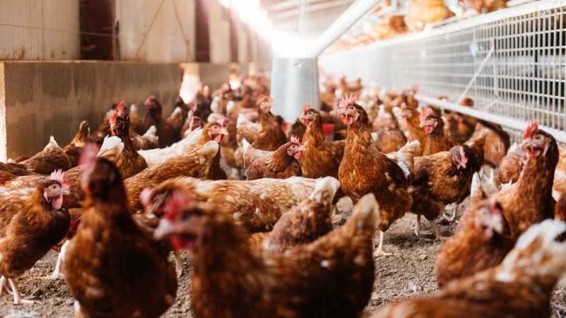  Após controle da gripe aviária, 17 países voltam a importar carne de frango do Brasil