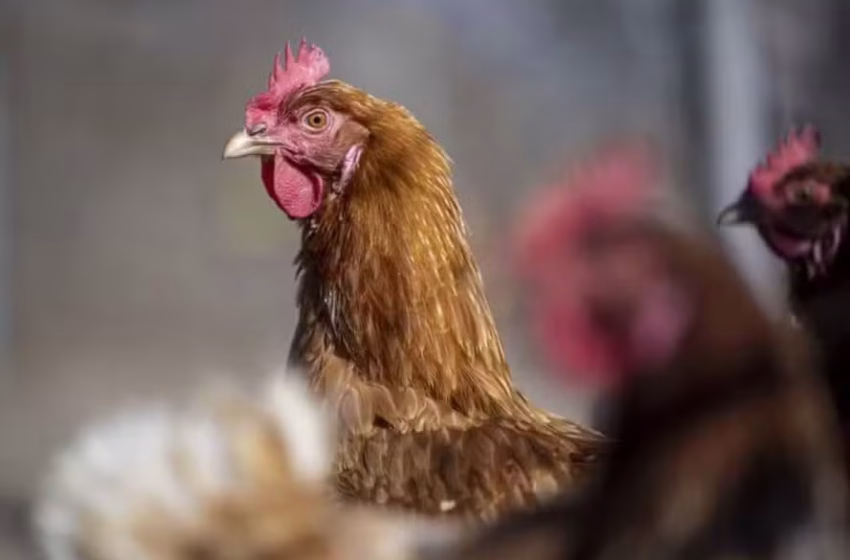 Brasil se declara livre de gripe aviária após 28 dias sem nenhum caso novo da doença em granjas comerciais