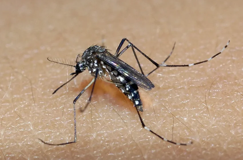  Quatro novas mortes por dengue são confirmadas na Bahia; número de casos subiu para 27