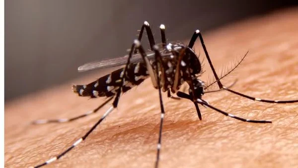  Sesab confirma 30 mortes por dengue na Bahia este ano